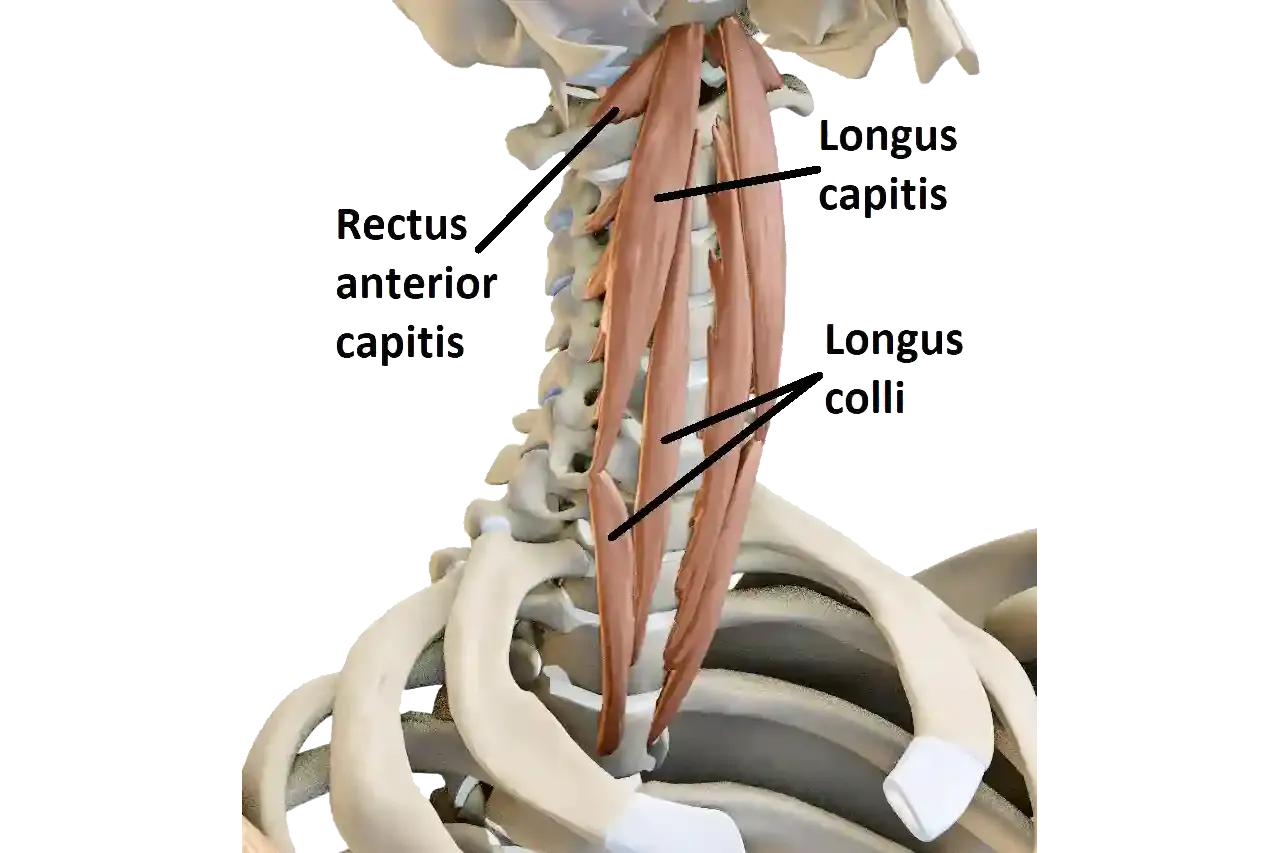Anatomical diagram of the deep neck flexor muscles: longus colli, longus capitis, rectus capitis anterior, and rectus capitis lateralis along the front of the cervical spine.