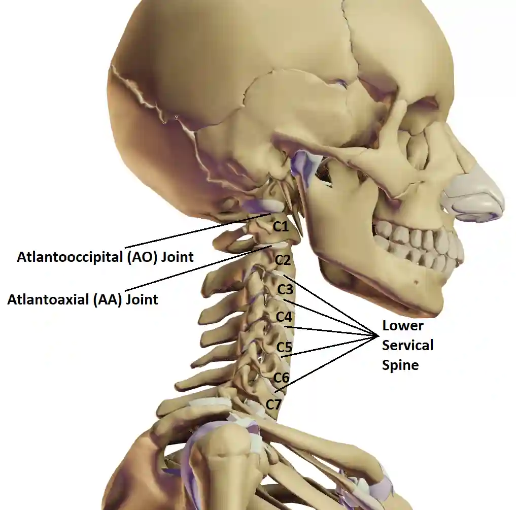 Anatomical diagram of the cervical spine labeling the atlantooccipital (AO) joint, atlantoaxial (AA) joint, and the lower cervical spine from C3 to C7